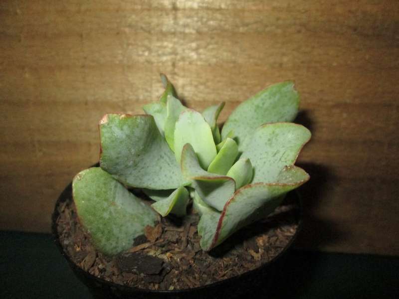 Succulent / Vetplant. 7.5cm pot.