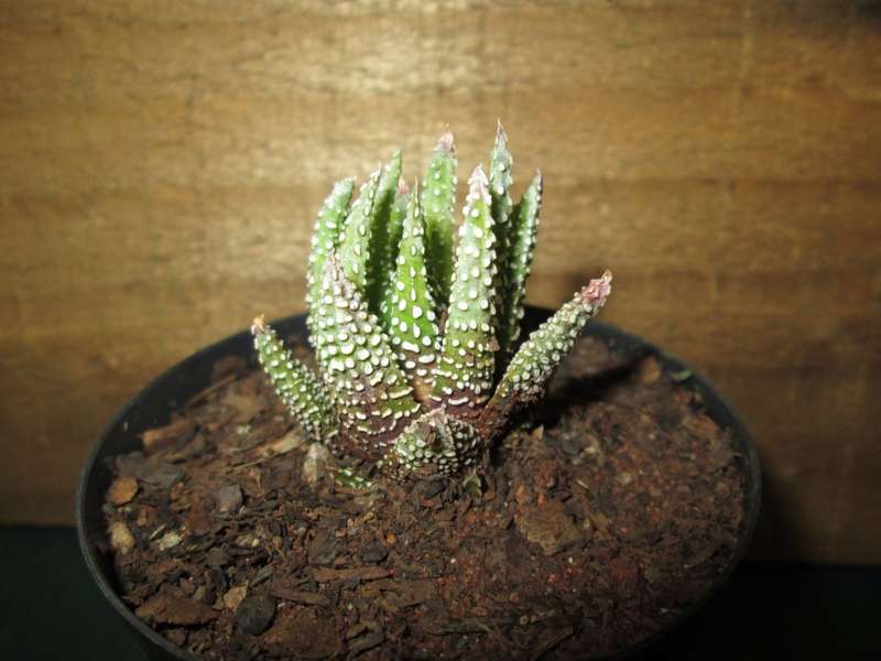 Haworthia 7.5cm pot. Clearance Sale.
