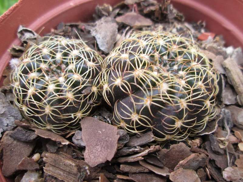 Purple cactus 7.5cm pot