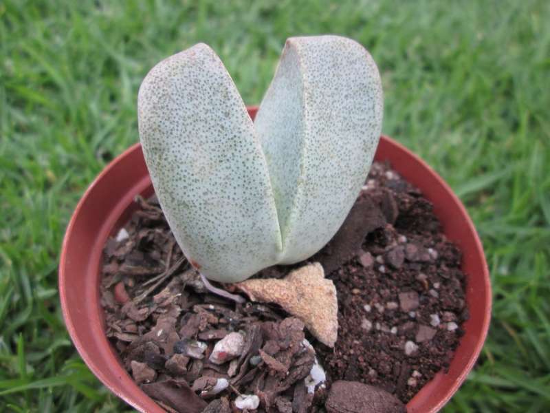 Pleiospilos 7.5cm pot