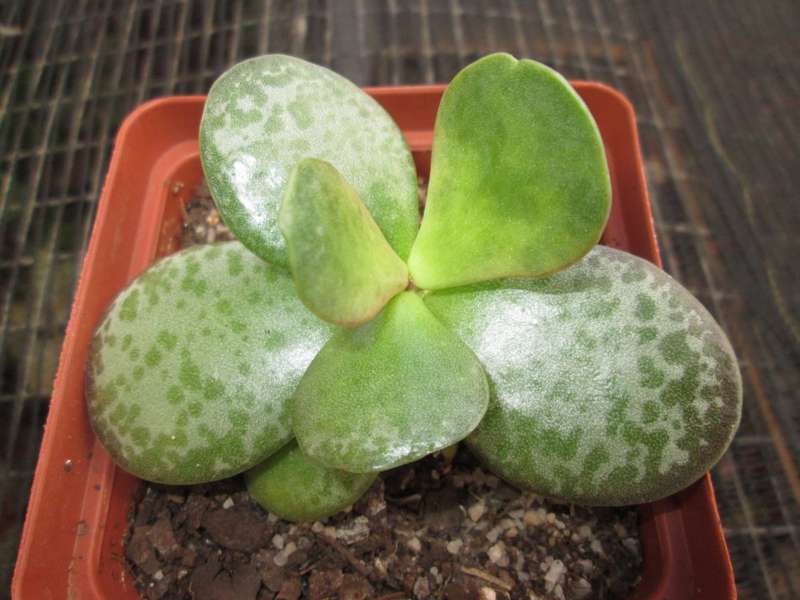 Adromischus maculatus - Calico Hearts, matt forming. (2-3 year old) 10cm pot