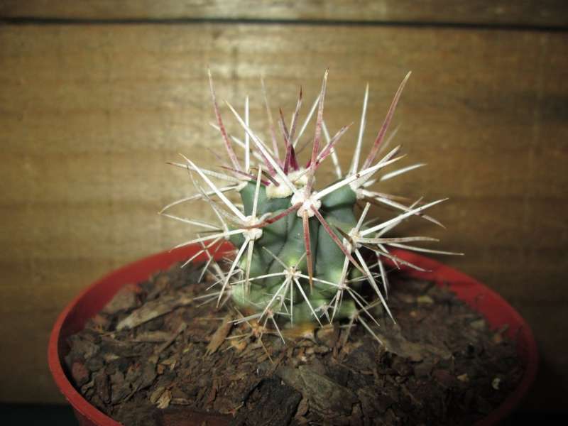 Kaktus / Cactus 7.5cm pot