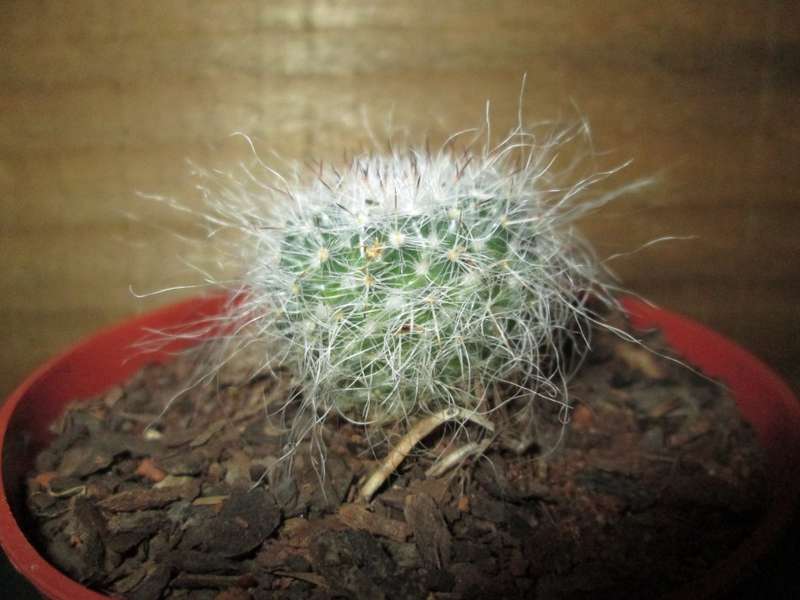 Kaktus / Cactus 7.5cm pot