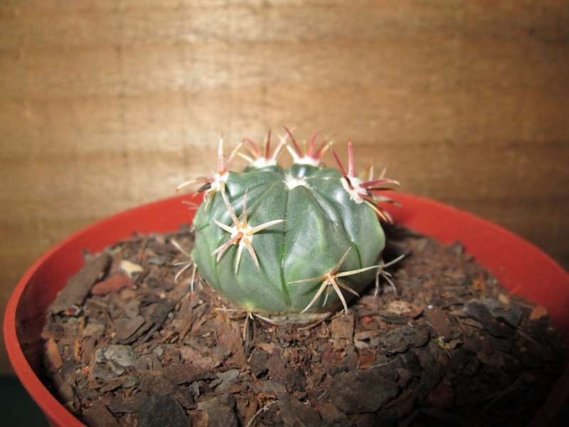 Kaktus / Cactus 7.5cm pot