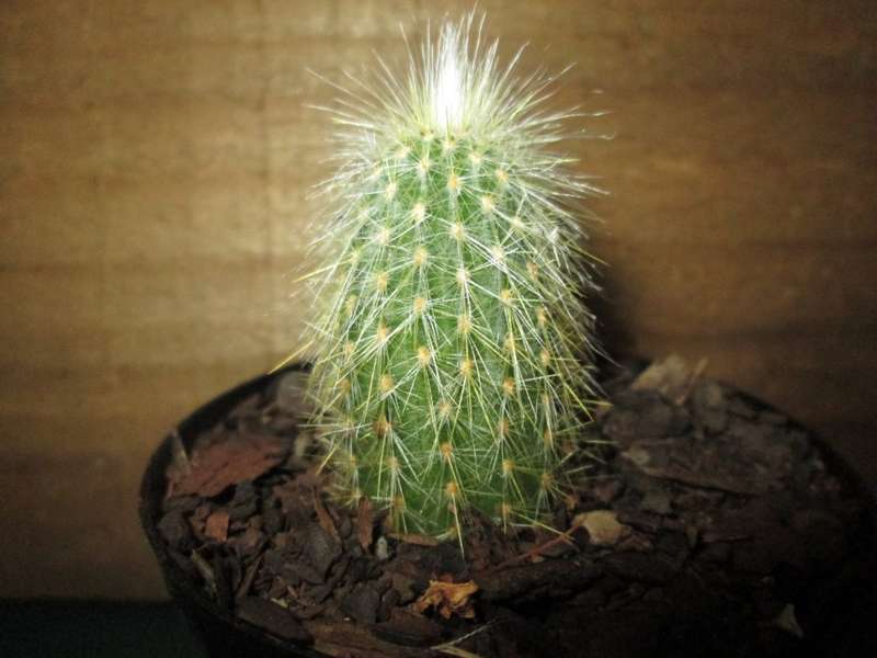 Kaktus / Cactus 7.5cm pot
