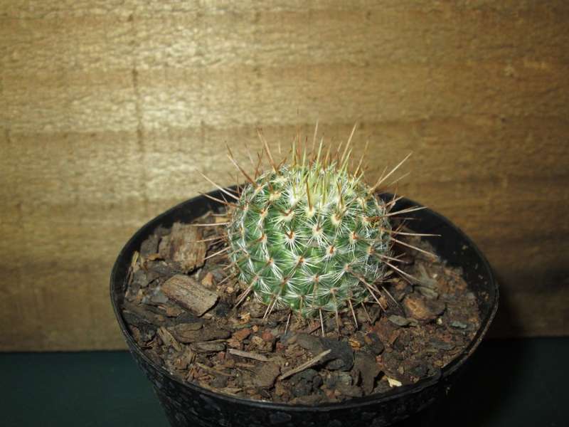 Kaktus / Cactus 7.5cm pot