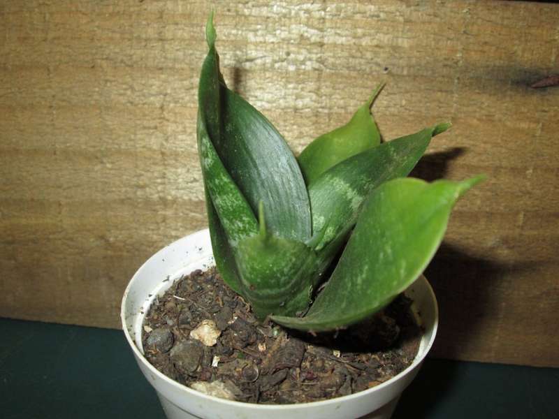 Succulent / Vetplant 7.5cm pot..