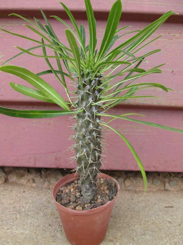 Pachypodium lamerei (Madagascar Halfmens) 7.5cm pot. Clearance sale.