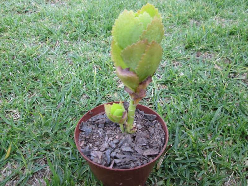 Succulent / Vetplant 7.5cm pot