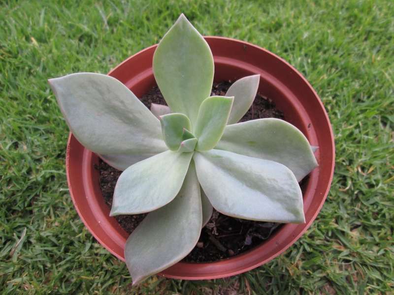 Echeveria 12cm pot