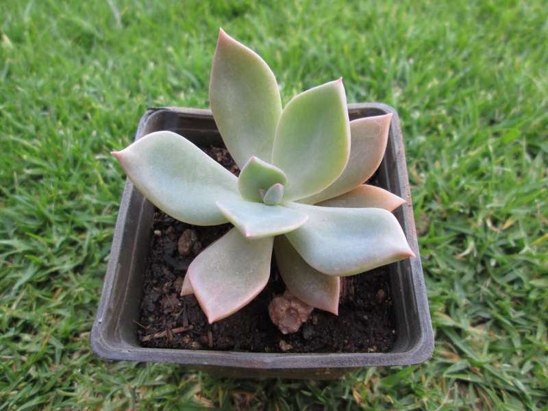 Echeveria 7.5cm pot