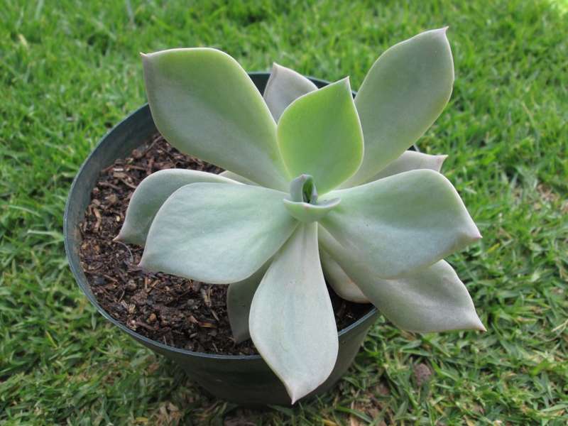 Echeveria 12cm pot