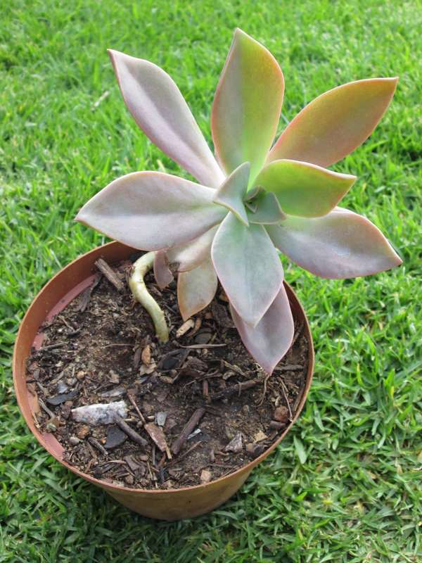 Echeveria - Fred Ives 12cm pot
