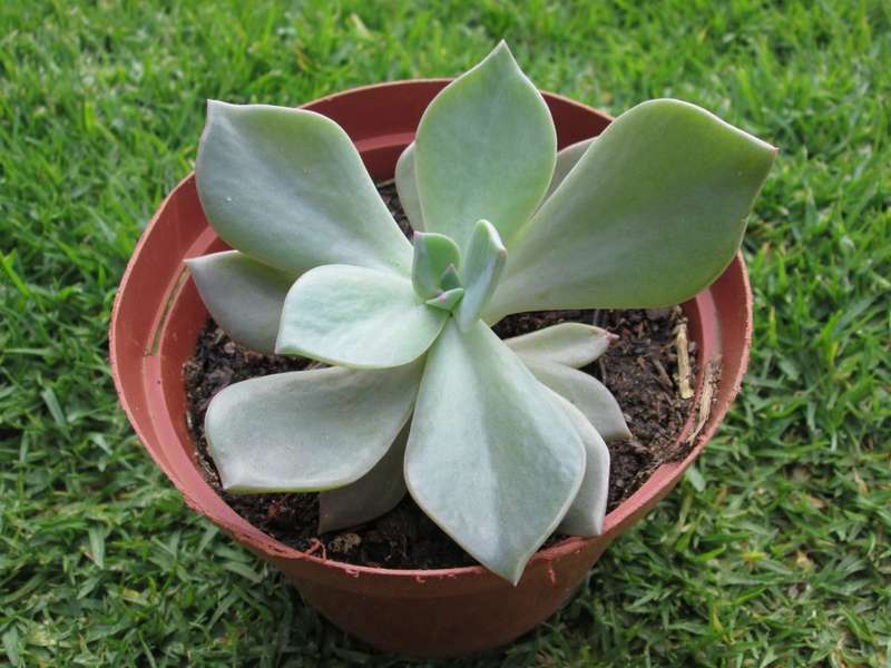 Echeveria 12cm pot