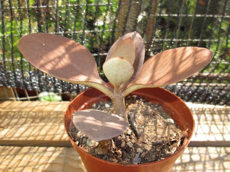Kalanchoe orgyalis - Copper Spoons 7.5cm pot