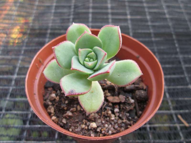 Aeonium 7.5cm pot. Clearance sale.