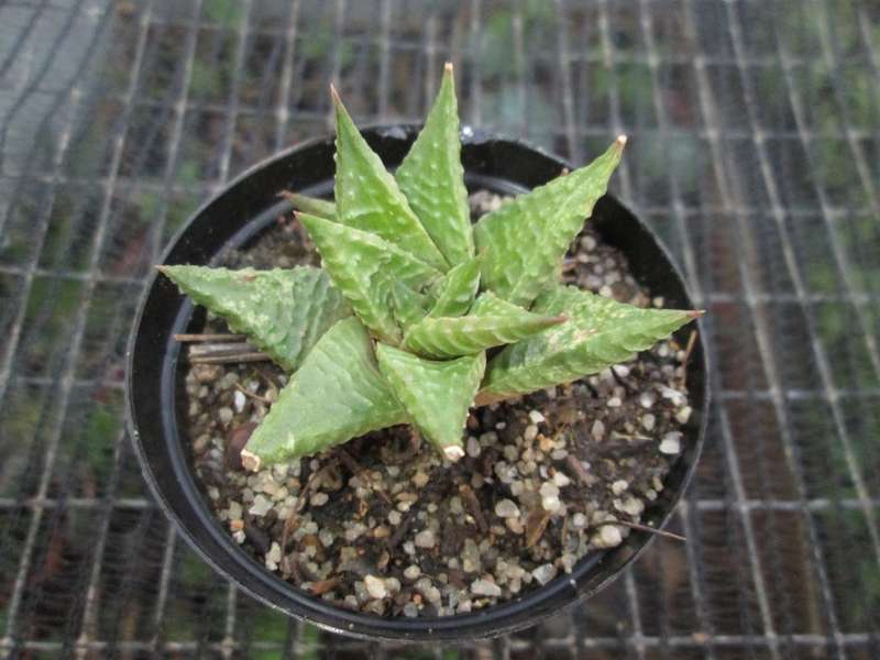 Haworthia limifolia 7.5cm pot. Clearance Sale.