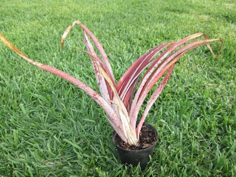 xBillbergia 'Red burst' (Cryptbergia 'Red Burst') 7.5cm pot
