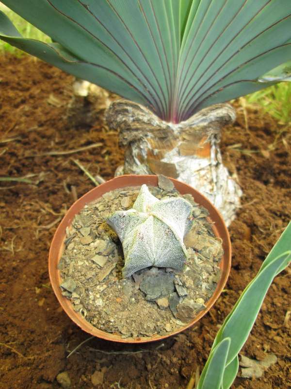 Astrophytum. 7.5cm pot. Clearance Sale.