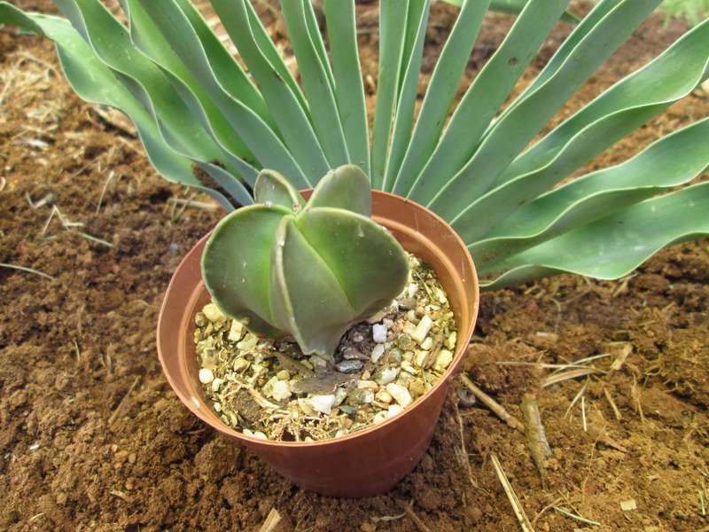 Astrophytum. 7.5cm pot