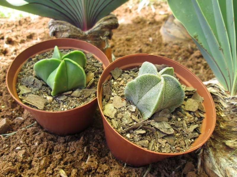 Astrophytum. 7.5cm pots. Clearance sale. 2 plants.