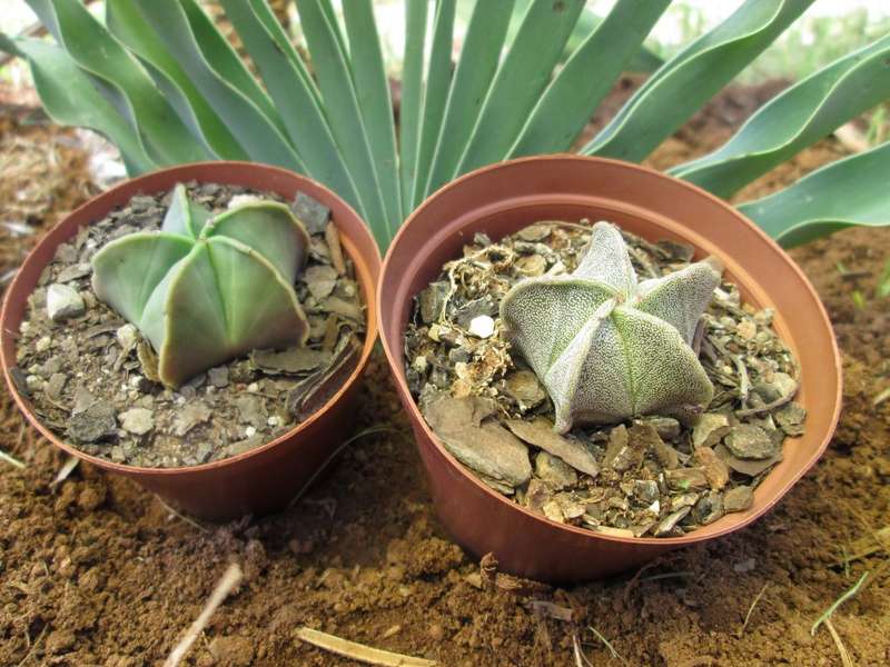 Astrophytum. 7.5cm pots. Clearance sale. 2 plants.