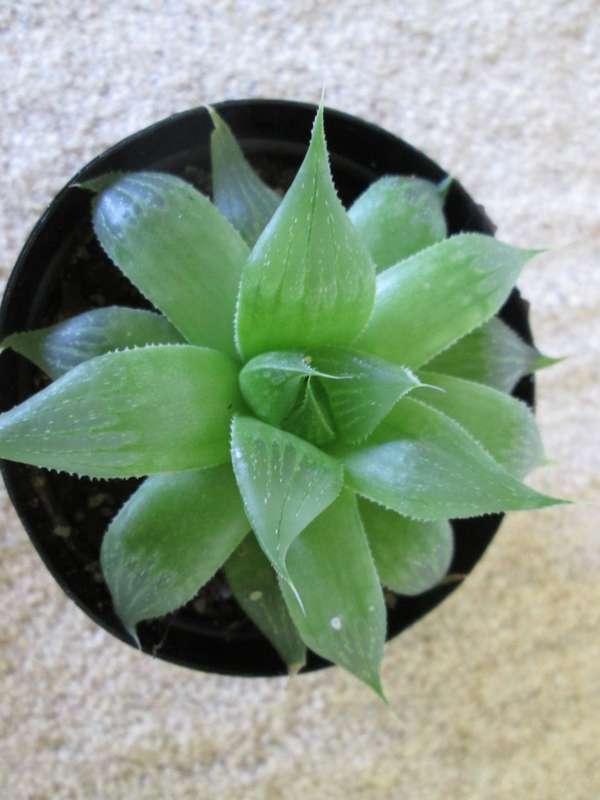 Haworthia 7.5cm pot.