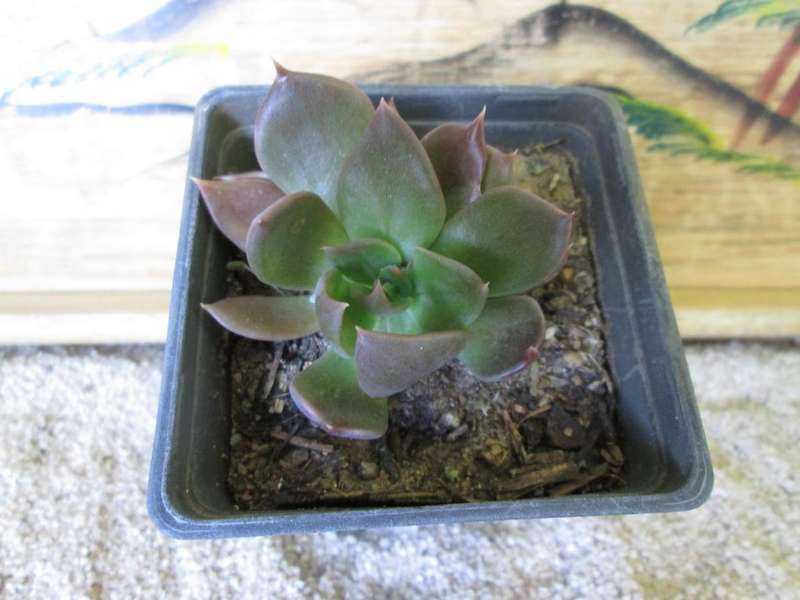 Echeveria Chocolate? 7.5cm pot.