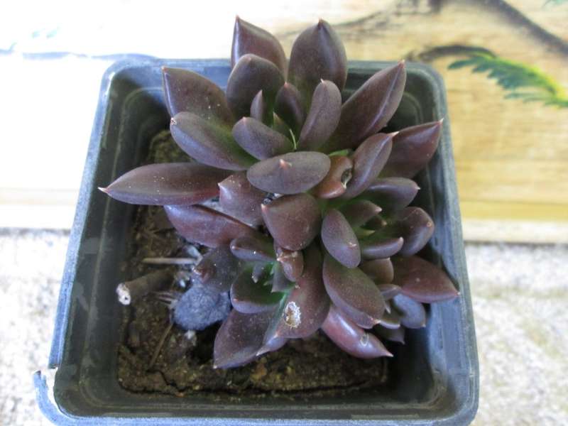 Echeveria Black prince? 7.5cm pot.