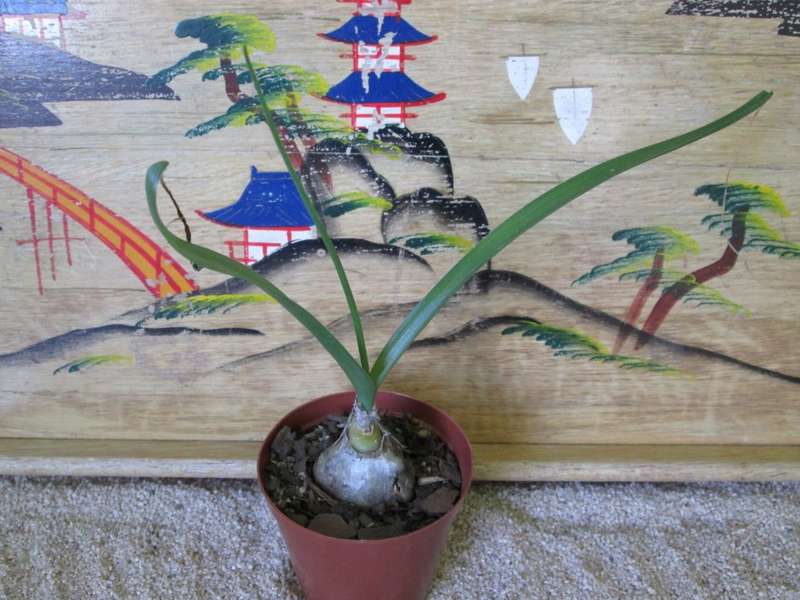 Albuca bracteata (Pregnant Fairy / Onion) 7.5cm pot.
