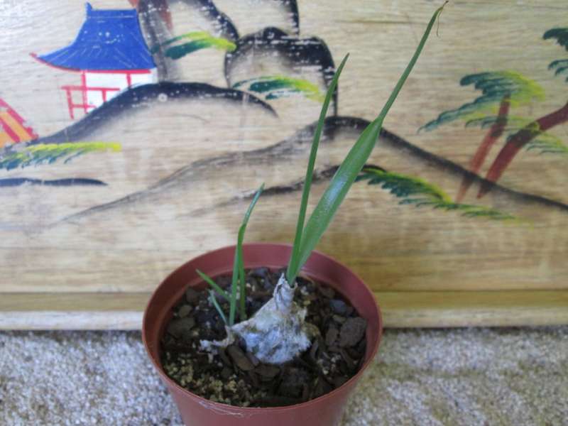 Albuca bracteata (Pregnant Fairy / Onion) 7.5cm pot.