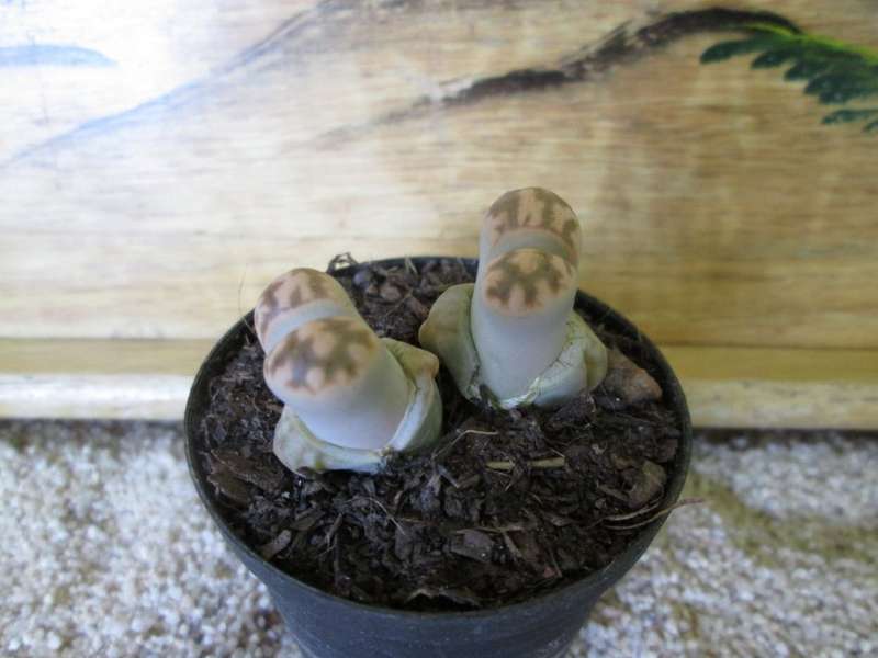 Lithops 5.5cm pot.