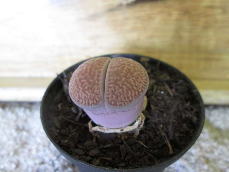 Lithops 5.5cm pot.