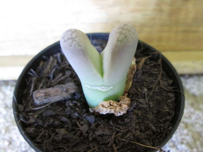 Lithops 5.5cm pot.