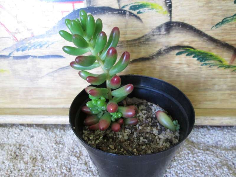 Sedum rubrotinctum (Jelly Beans) 7.5cm pot.