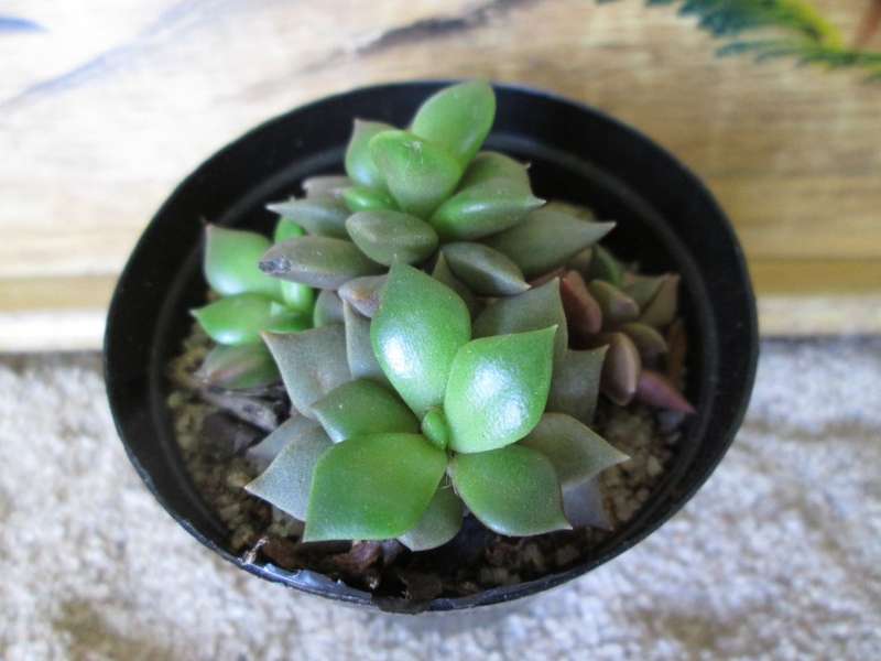 Anacampseros rufescens 7.5cm pot.