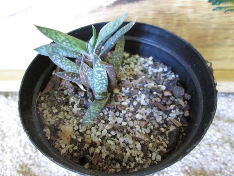 Gasteria 7.5cm pot.
