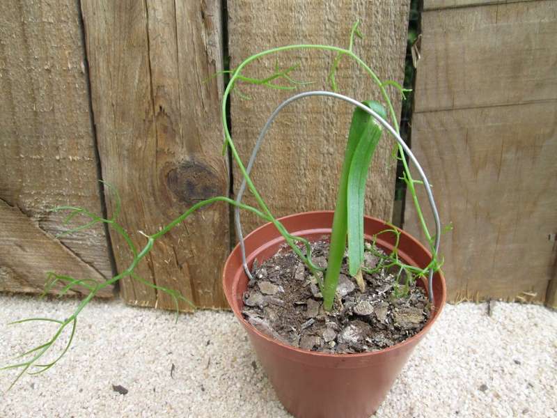 Bowiea volubilis subsp volubilis. 7.5cm pot