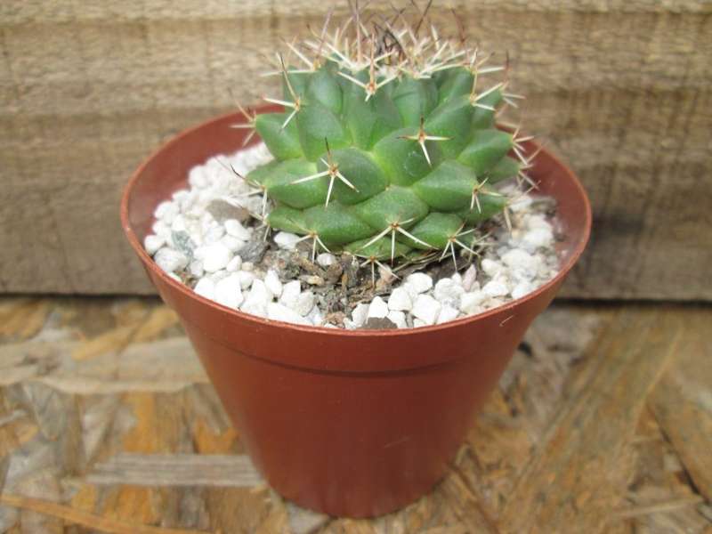 Cactus.  7.5cm pot.