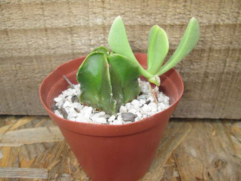 Astrophytum 7.5cm pot.