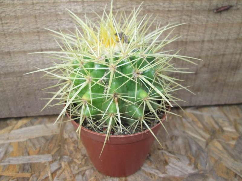 Ball cactus.  7.5cm pot.