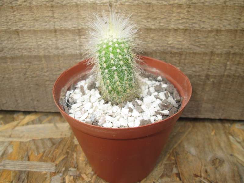 Columnar cactus.  7.5cm pot.