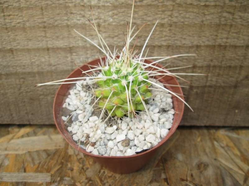 Ball cactus.  7.5cm pot.