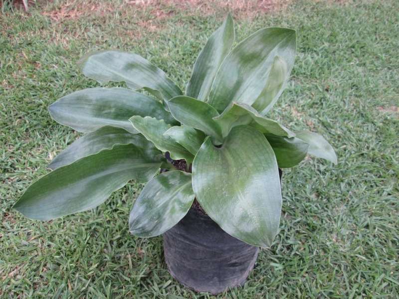 Scadoxus membranaceus  (Snake lily, Poeierkwas) Live plant. +- 7 bulbs