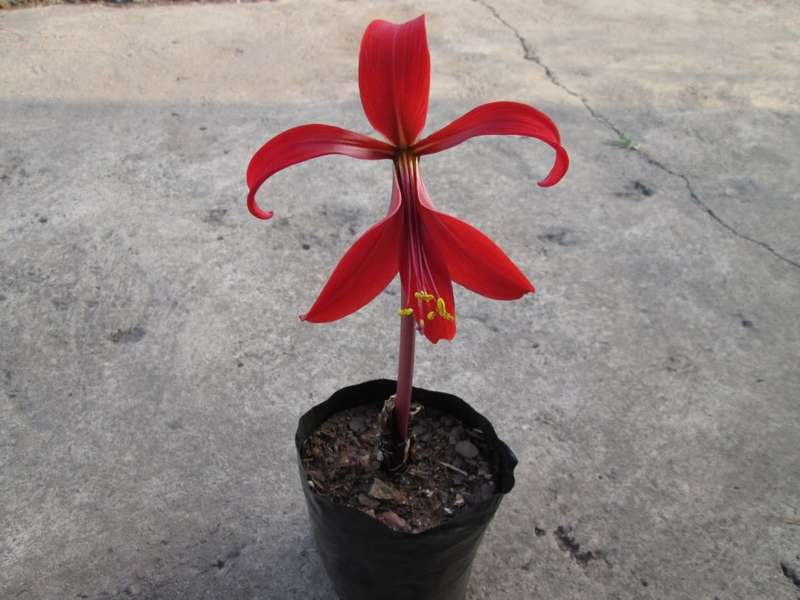Live plant. LAST Sprekelia formosissima. Common Name(s): Maltese cross, Aztec lily, Jacobean lily.
