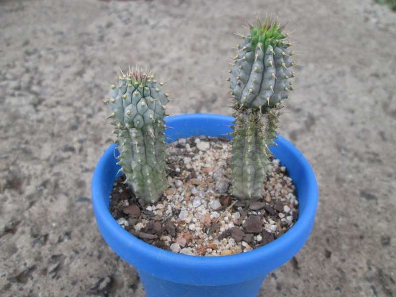 Live plant. 7.5cm pot  Hoodia gordonii , Ghaap