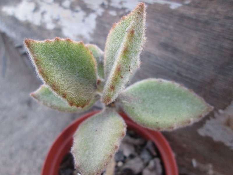 7.5 cm pot/ Succulent. LIve plant. Kalanchoe beharensis 'Fang' / Donkieoor