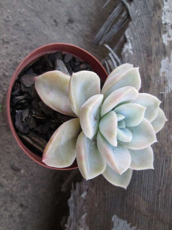 7.5cm pot/ Succulent. Live plant. Echeveria