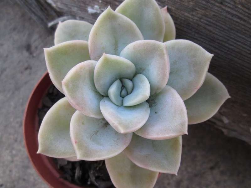 7.5cm pot/ Succulent. Live plant. Echeveria