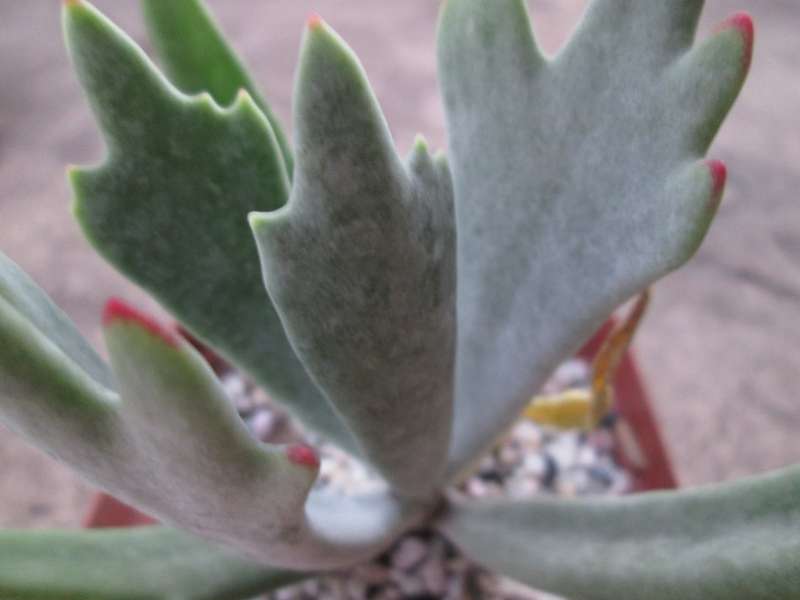 10cm pot/ Succulent. Live plant. Cotyledon orbiculata var. oblonga 'Takbok'